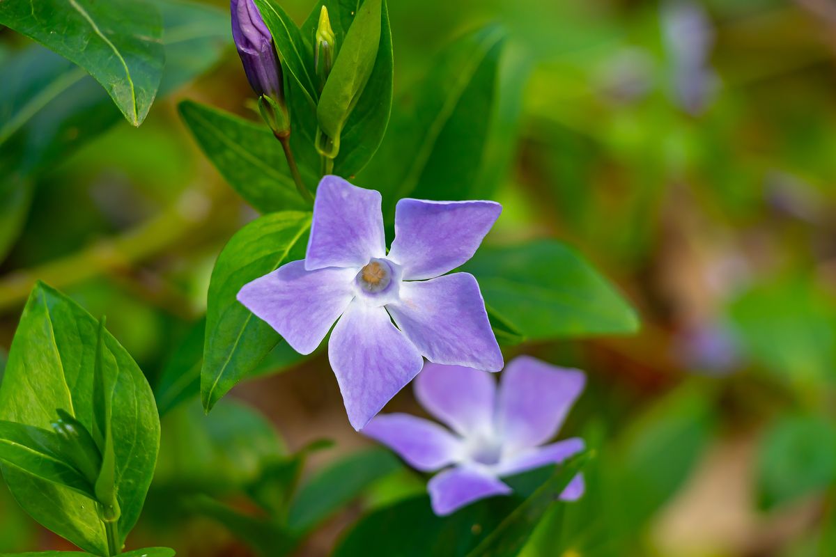 fiore lilla pervinca