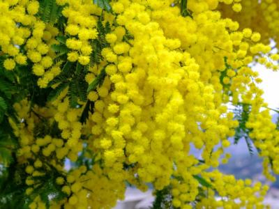 8 marzo: perché si festeggia (e perché si regalano le mimose)?