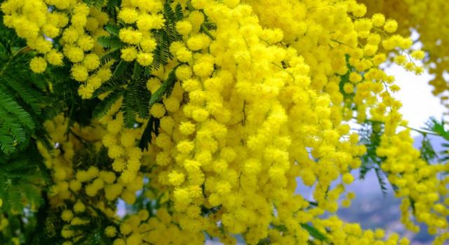 8 marzo: perché si festeggia (e perché si regalano le mimose)?