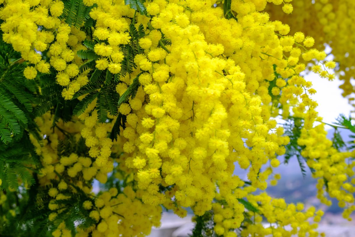 fiore mimosa