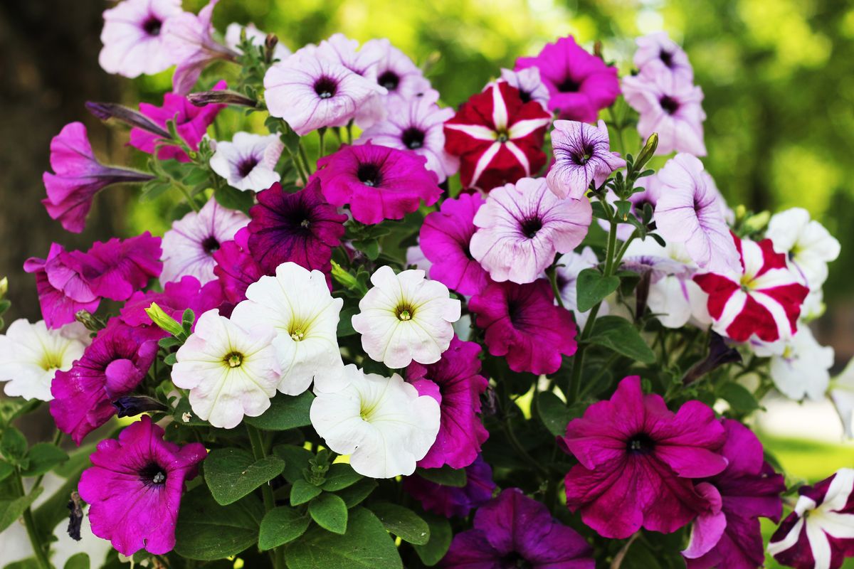 Fiori surfinie colori