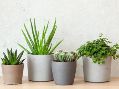 Piante grasse in vaso