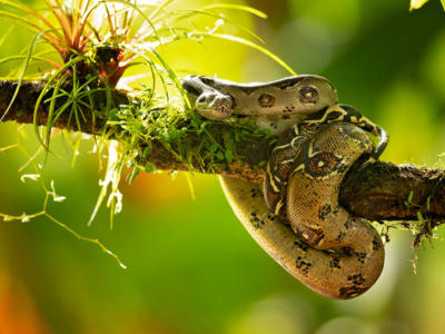 Come fare repellenti per serpenti in maniera naturale?