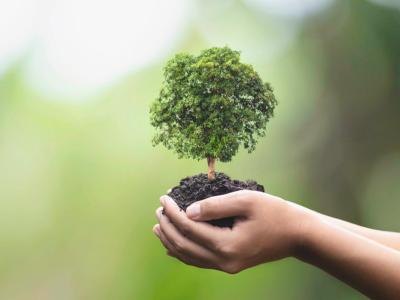 terra albero mani biodiversità natura