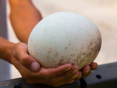 Questo uovo gigante contiene una misteriosa sorpresa