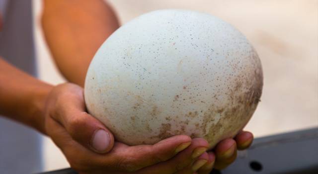 Questo uovo gigante contiene una misteriosa sorpresa