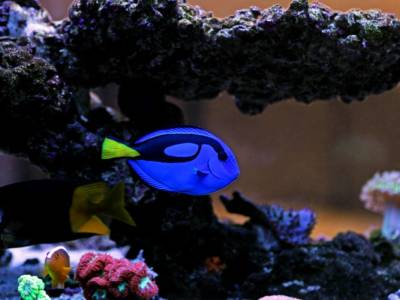 Pesce chirurgo colorato Dory