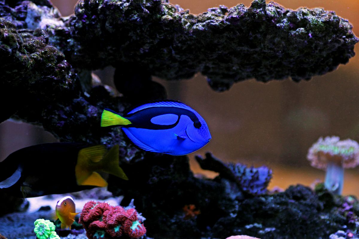 Pesce chirurgo colorato Dory