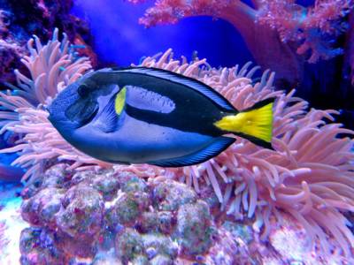 Pesce colorato Dory