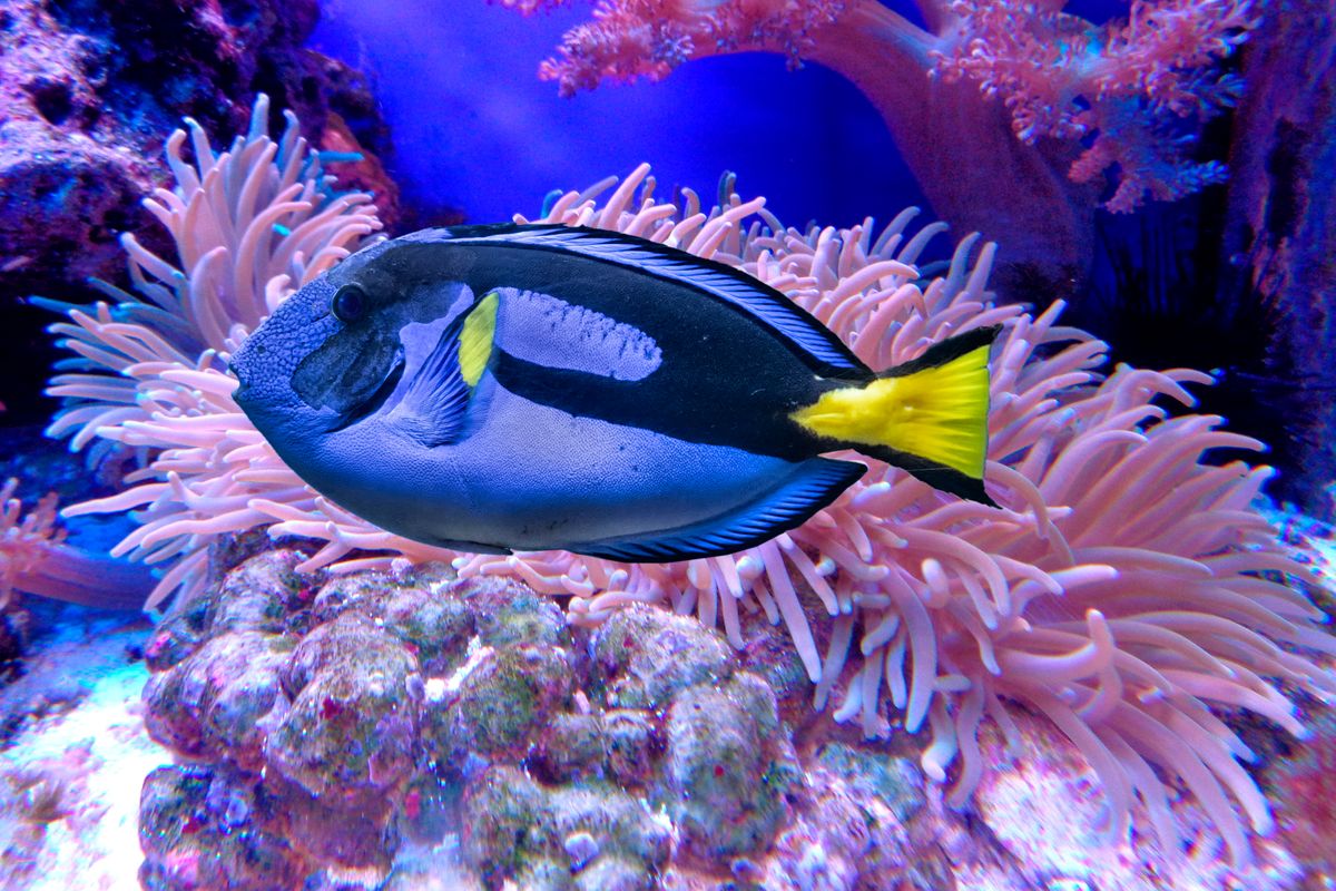 Pesce colorato Dory