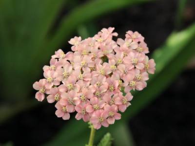Fiore Achillea