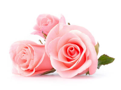 Rosa rosa chiaro: cosa significa nel linguaggio dei fiori?