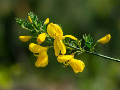 Piante fiori Ginestra