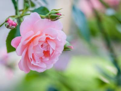 Rosa corallo: cosa significa nel linguaggio dei fiori?