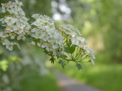 Biancospino: cosa significa nel linguaggio dei fiori?