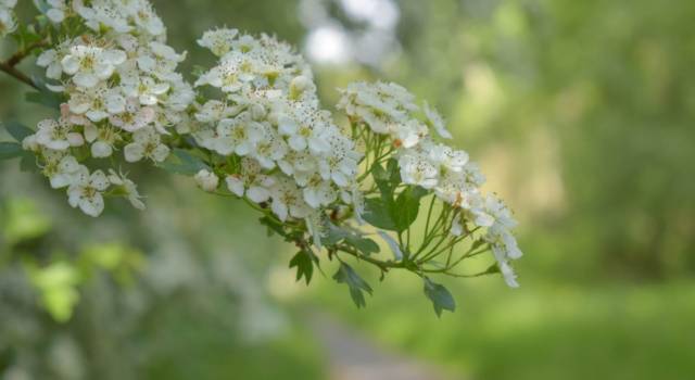 Biancospino: cosa significa nel linguaggio dei fiori?