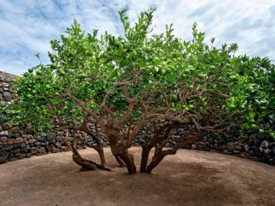 Donnafugata TRapani Pantelleria Giardino Pantesco