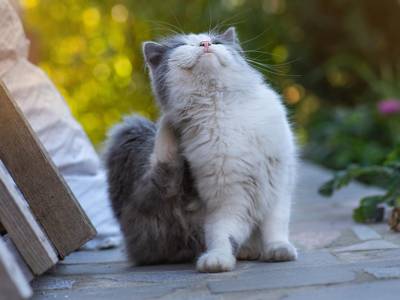 Punture Insetto Gatto