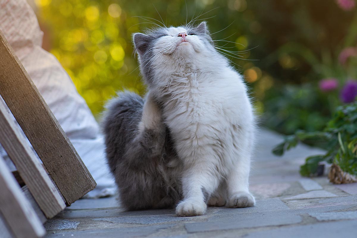 Punture Insetto Gatto