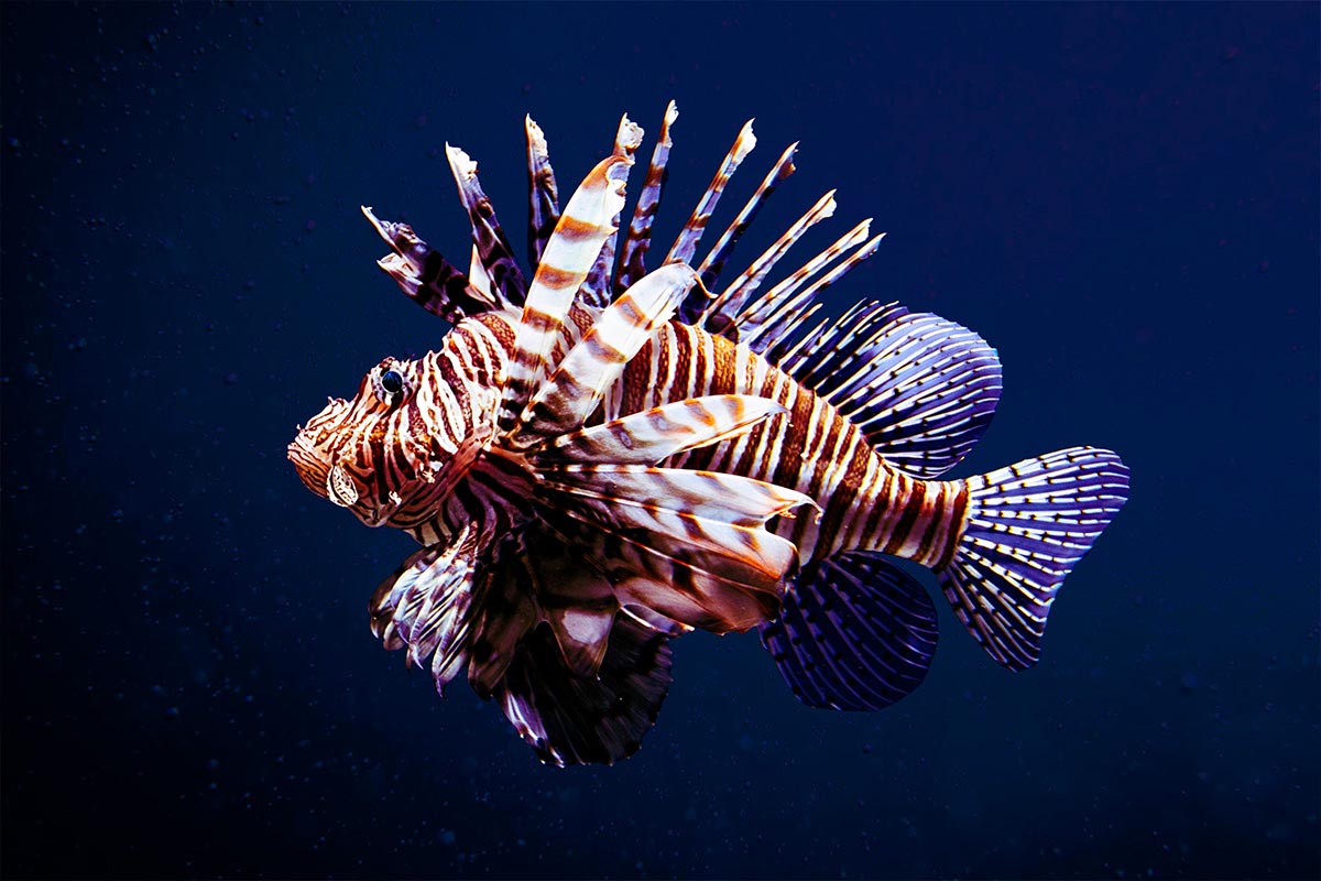pesce scorpione