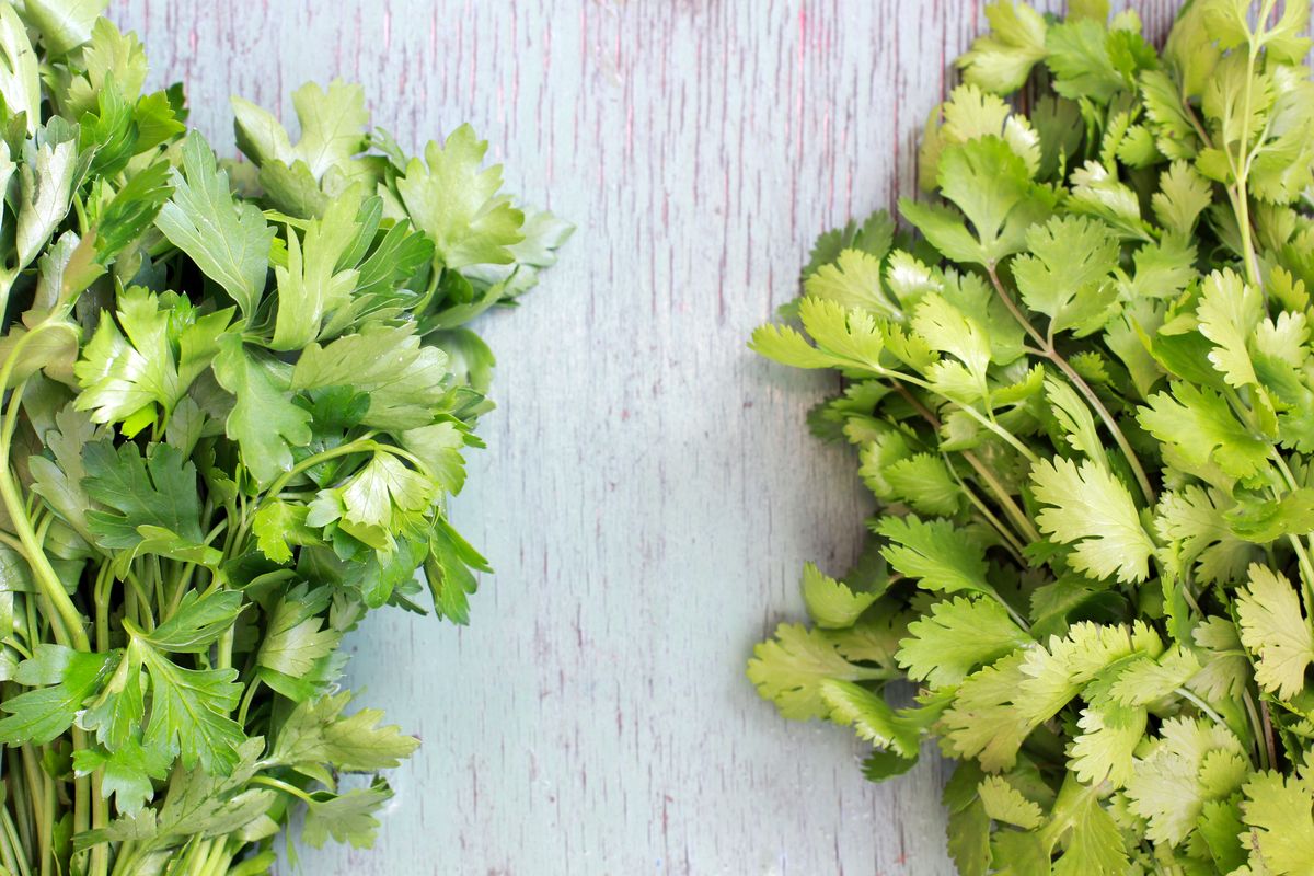 prezzemolo coriandolo