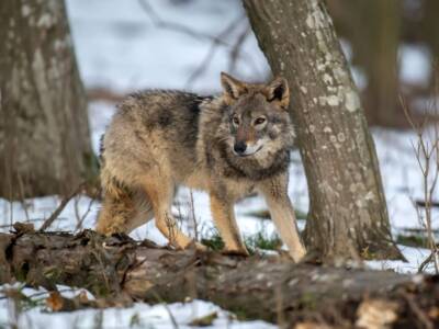lupo fauna selvatica