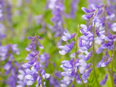 Fiori Galega Officinalis