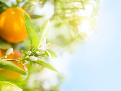 I benefici e le proprietà dell’acqua ai fiori d’arancio per il viso