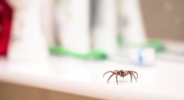 Come sbarazzarsi dei ragni in casa in maniera naturale?