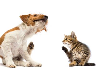 cane e gatto con pulci