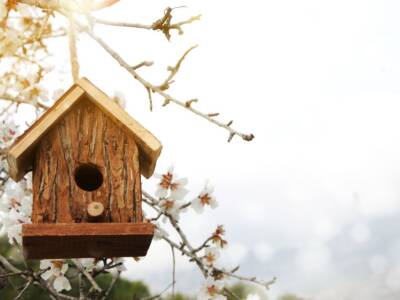 Come fare nidi e casette per uccelli