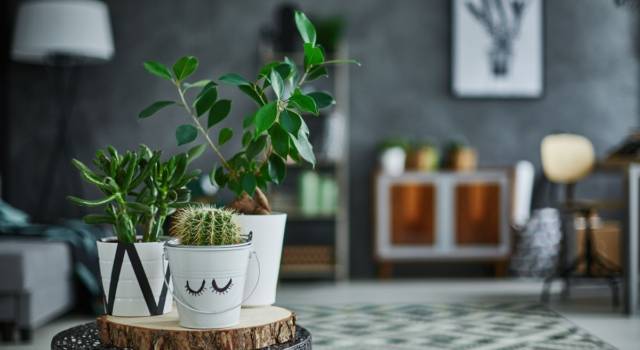 Quali sono le più belle piante grasse da appartamento?