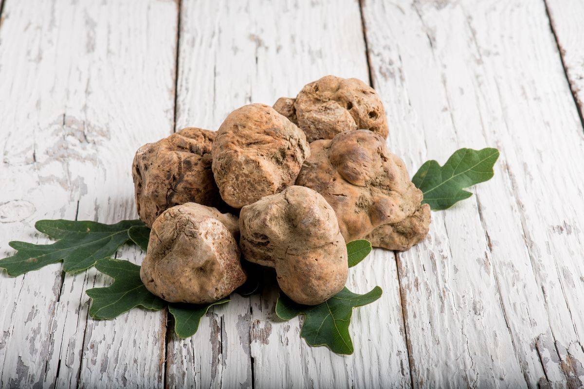 Tartufo Crete Senesi