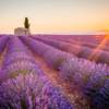 Campo di lavanda - Provenza