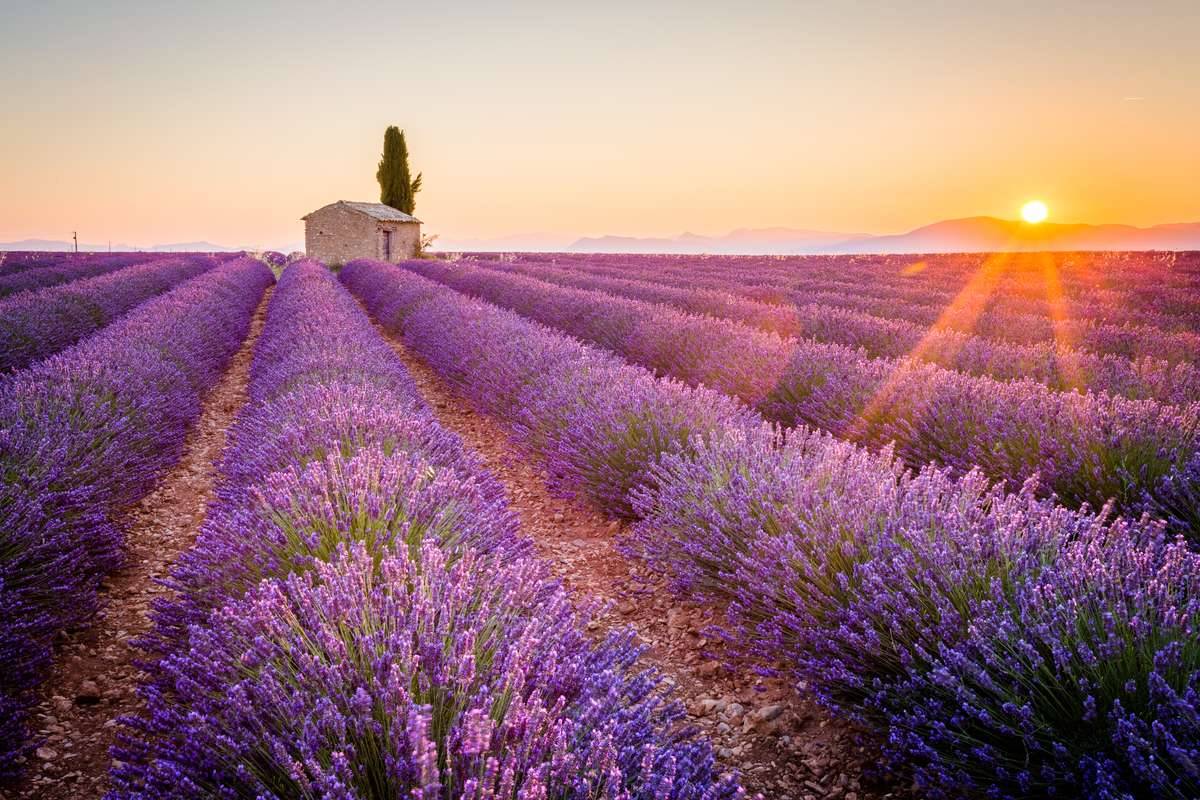 Campo di lavanda - Provenza