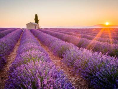 Campo di lavanda - Provenza