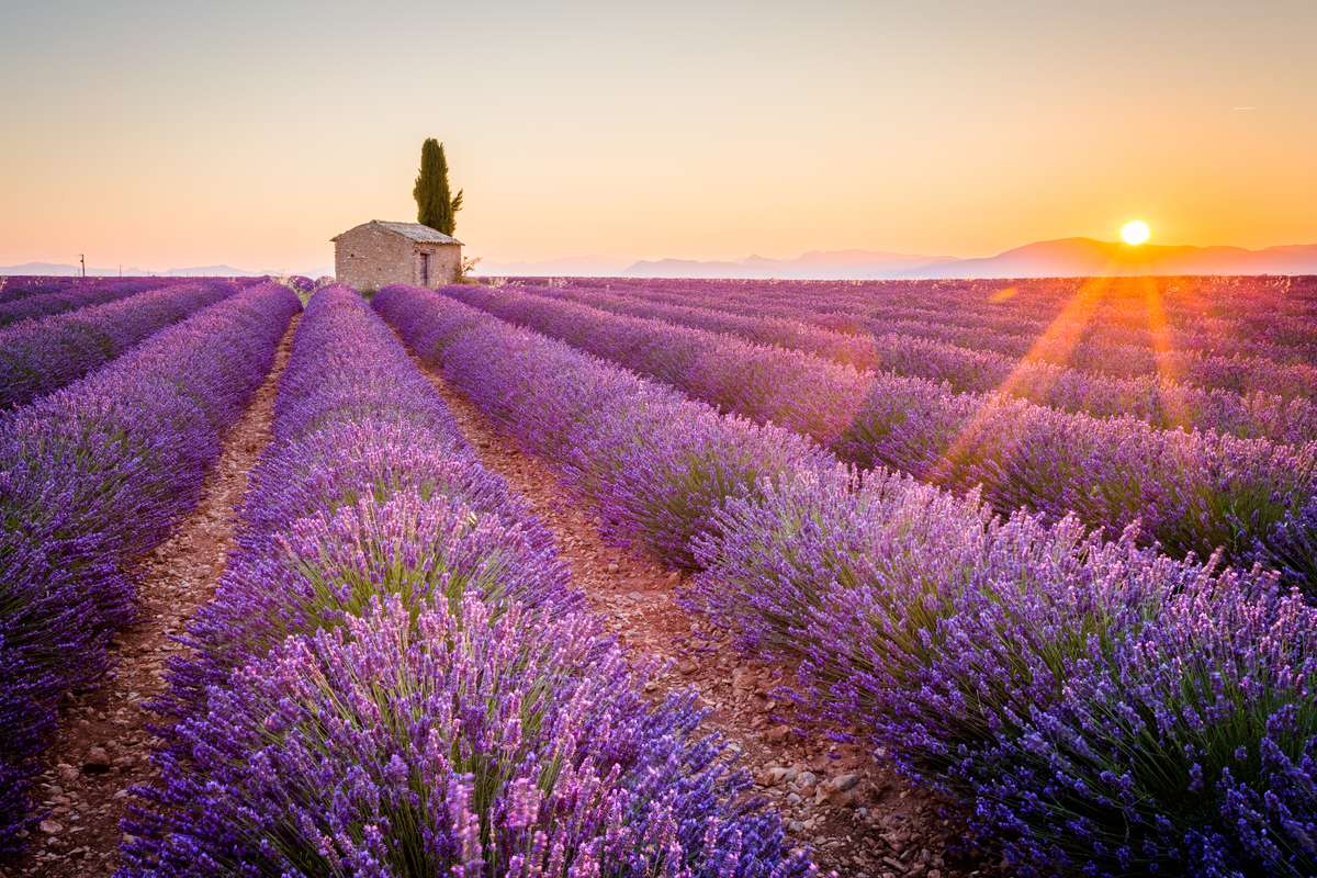 Campo di lavanda - Provenza