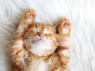 Ultrasuono per gatti, cos’è e come funziona: è davvero utile?