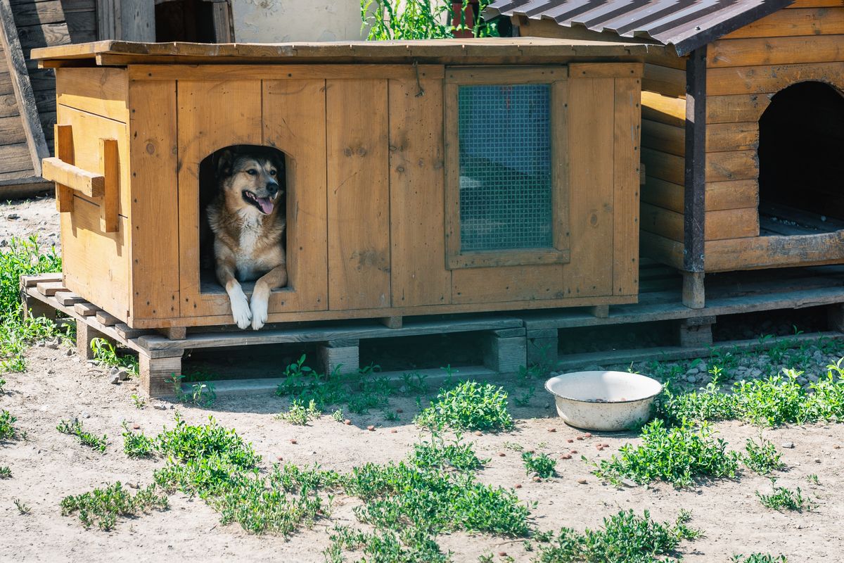cuccia di legno per cane