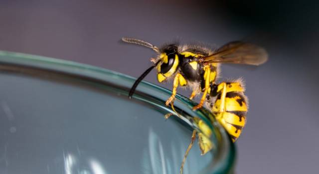 Come allontanare le api e le vespe con i rimedi naturali