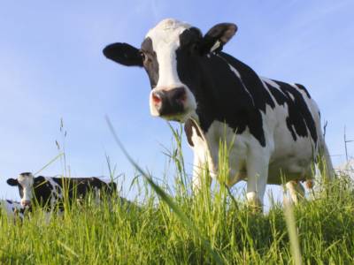 Le mucche “parlano”? La ricerca fa una scoperta inaspettata