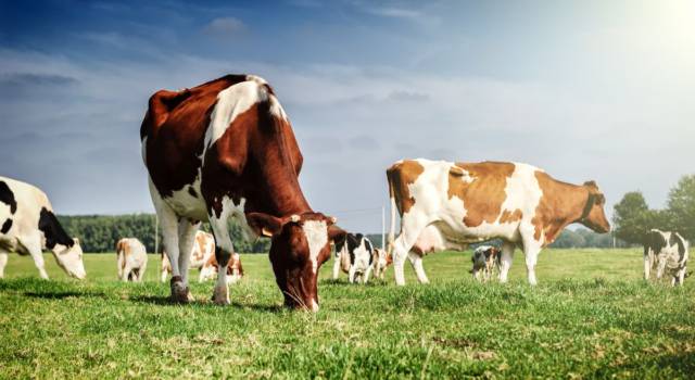Mucche con occhiali virtuali per produrre più latte: potrebbero arrivare anche in Italia