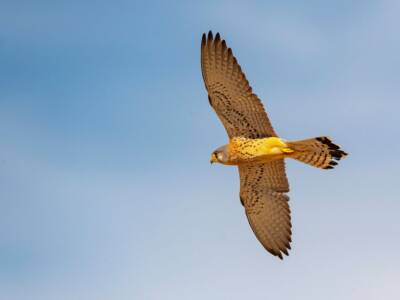 Falco in volo, Ladyhawke
