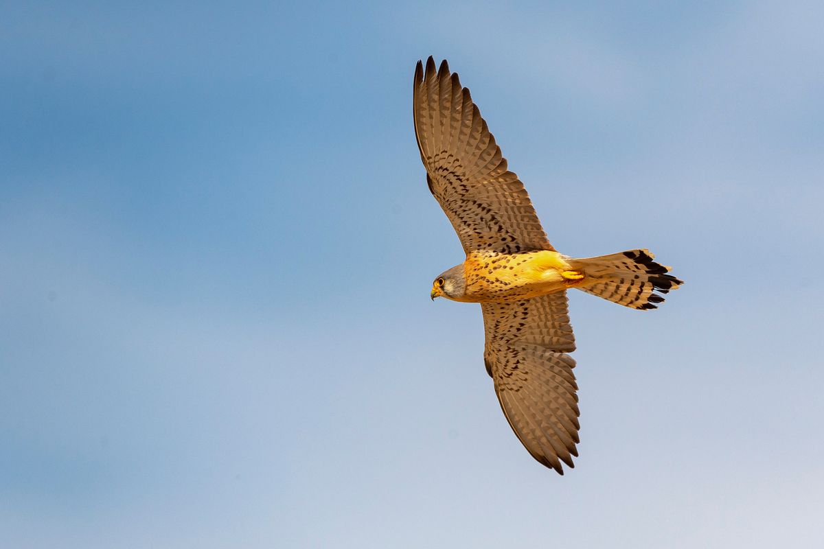 Falco in volo, Ladyhawke