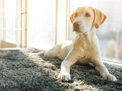 Razze di cani taglia media: tutto quello che devi sapere