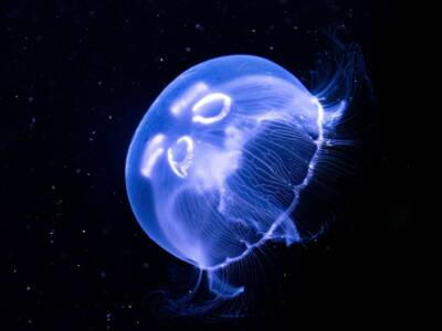 Puntura di medusa: cosa fare? I rimedi e la cura