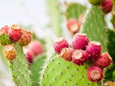 L’olio di cactus: cos’è e quali sono i suoi benefici per la nostra pelle e i nostri capelli