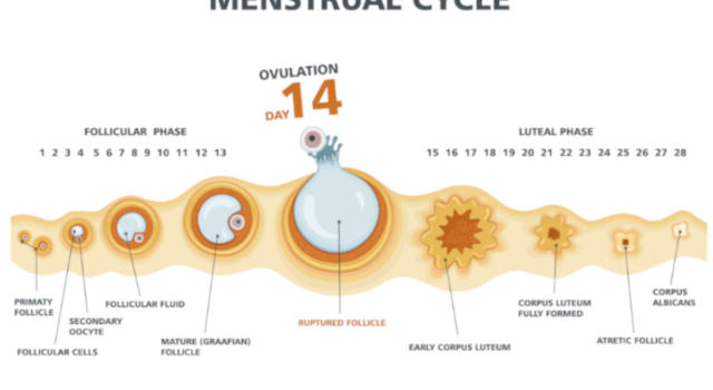 Cosa succede nel ciclo ovarico? E in quello mestruale?