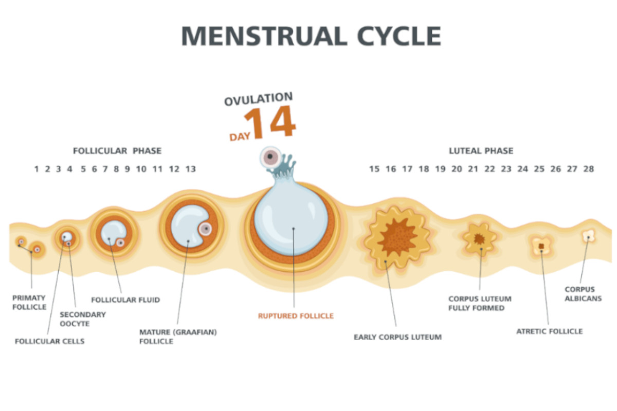 Fasi del ciclo mestruale