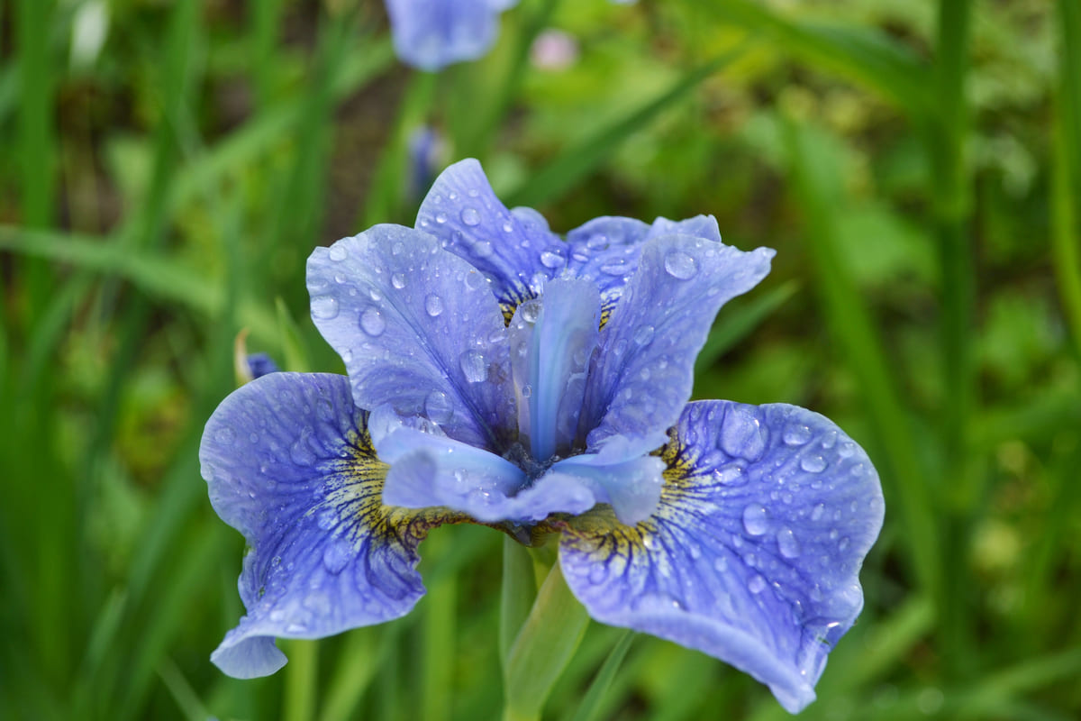 Iris azzurro